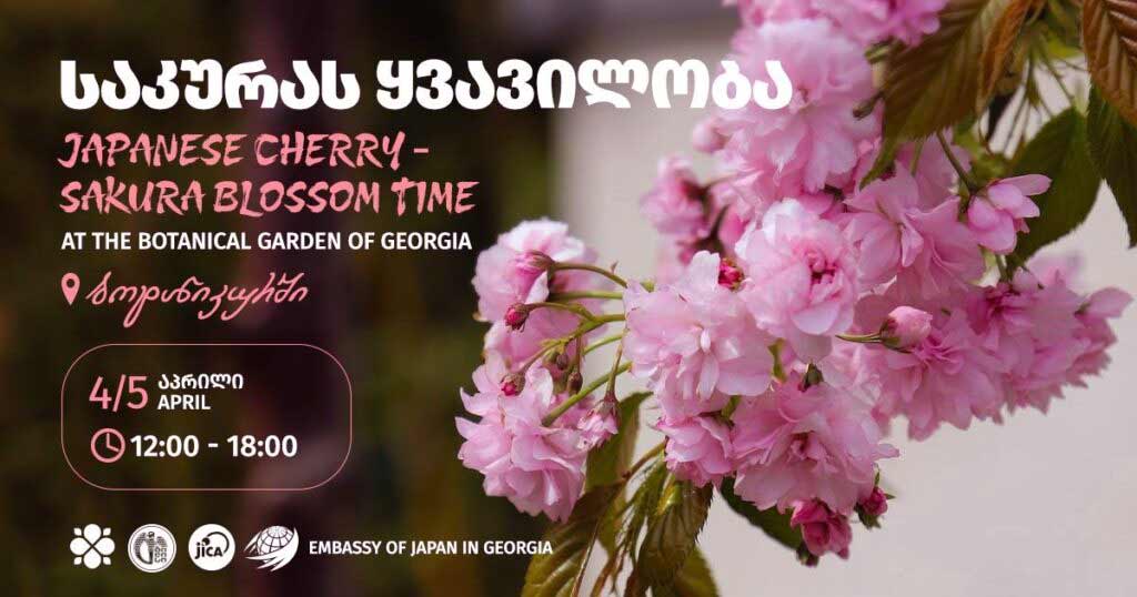 Sakura Blossom Days festival Tbilisi botanical garden